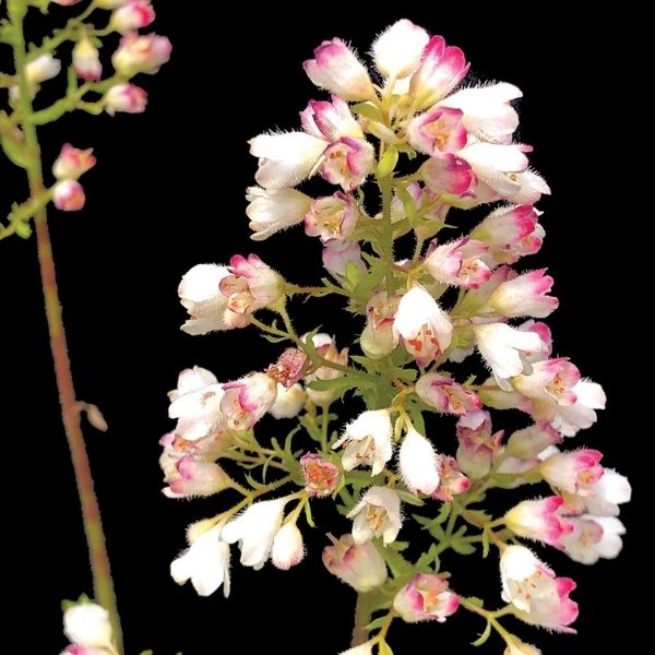 Lemon Supreme Coral Bells - Nature Hills Nursery - #1 Container - 