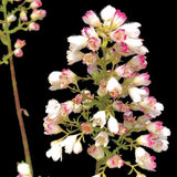 Lemon Supreme Coral Bells - Nature Hills Nursery - #1 Container - 