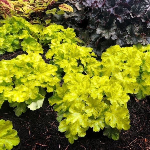 Lemon Supreme Coral Bells - Nature Hills Nursery - #1 Container - 