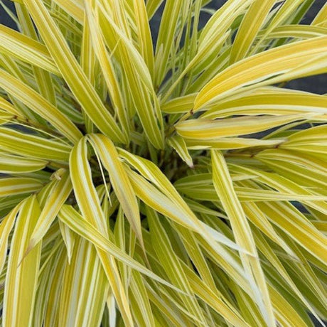 Lemon Zest™ Japanese Forest Grass - Grass - Nature Hills Nursery - 1 Container - 