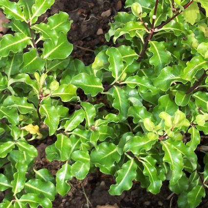 Lemonwood - Nature Hills Nursery - #1 Container - 
