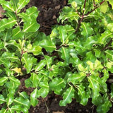 Lemonwood - Nature Hills Nursery - #1 Container - 