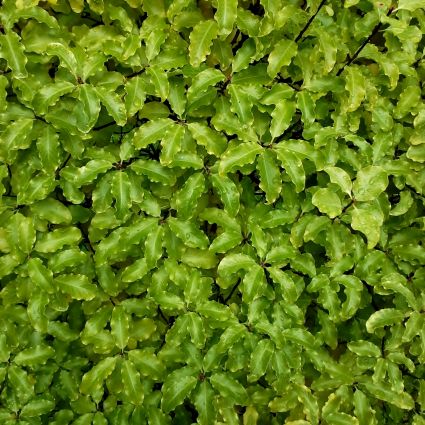 Lemonwood - Nature Hills Nursery - #1 Container - 
