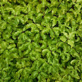 Lemonwood - Nature Hills Nursery - #1 Container - 