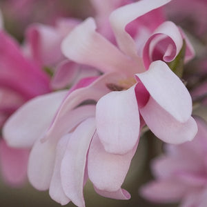 Deciduous foliage of Leonard Messel Magnolia Tree (Magnolia x loebneri 'Leonard Messel') in a garden setting.