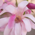 Leonard Messel Magnolia Tree - Nature Hills Nursery - #3 Container Multi Stem - 