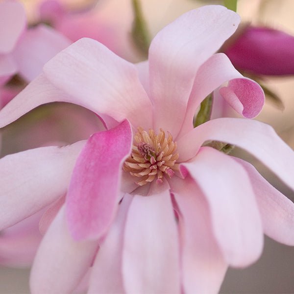 Leonard Messel Magnolia Tree (Magnolia x loebneri 'Leonard Messel'), a tree featuring purple, white flowers and deciduous.