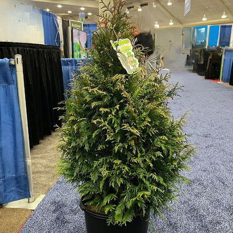 Leprechaun™ Arborvitae - Bush - Nature Hills Nursery - 3 Container 3 - 4 Feet - 