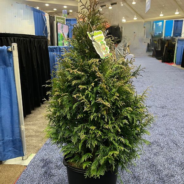 Leprechaun™ Arborvitae - Bush - Nature Hills Nursery - 3 Container 3 - 4 Feet - 