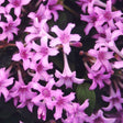 Leptodermis - Nature Hills Nursery - #2 Container - 