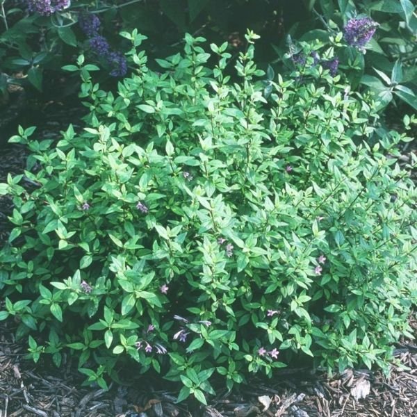 Close-up of purple leptodermis flowers on Leptodermis.
