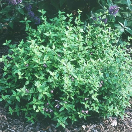 Close-up of purple leptodermis flowers on Leptodermis.