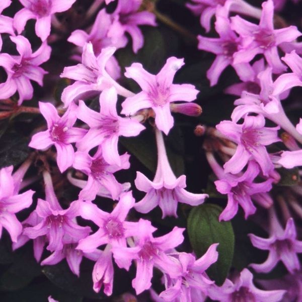 Leptodermis (Leptodermis oblonga), a shrub featuring purple flowers and deciduous.