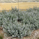 Plants Under $30