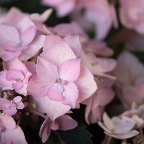 Close-up of Let's Dance Can Do Mountain Hydrangea soft pink blooms with delicate layered petals in a garden setting.