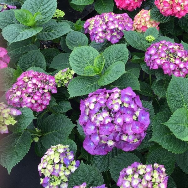 Let's Dance Big Band&reg; Hydrangea - Nature Hills Nursery - #2 Container - 