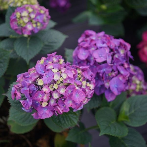 Let's Dance Big Band&reg; Hydrangea - Nature Hills Nursery - #2 Container - 