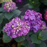Let's Dance Big Band&reg; Hydrangea - Nature Hills Nursery - #2 Container - 
