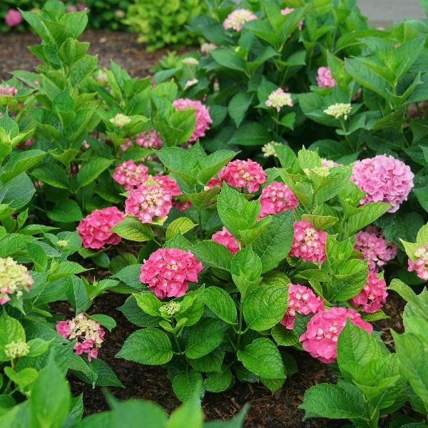 Let's Dance Big Band&reg; Hydrangea - Nature Hills Nursery - #2 Container - 