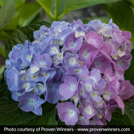 Let's Dance&reg; Blue Jangles&reg; Reblooming Hydrangea