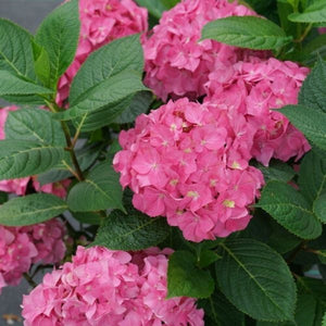 Let's Dance &iexcl;Arriba!&reg; Panicle Hydrangea - Nature Hills Nursery - #3 Container - 