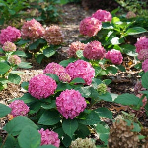 Let's Dance &iexcl;Arriba!&reg; Panicle Hydrangea - Nature Hills Nursery - #3 Container - 