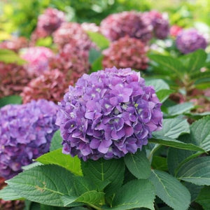 Let's Dance &iexcl;Arriba!&reg; Panicle Hydrangea - Nature Hills Nursery - #3 Container - 
