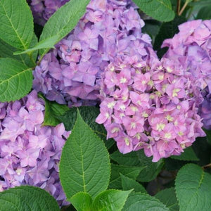 Let's Dance &iexcl;Arriba!&reg; Panicle Hydrangea - Nature Hills Nursery - #3 Container - 