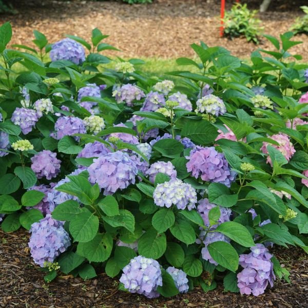 【定価60000円チタンモデル】アキレギア/Hydrangea Let's Dance® Sky View® Mountain Hydrangea | Buy at NatureHills.com