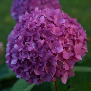 Let's Dance&reg; Rave&reg; Bigleaf Hydrangea - Nature Hills Nursery - #1 Container - 