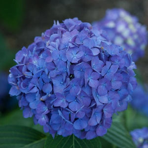 Let's Dance&reg; Rave&reg; Bigleaf Hydrangea - Nature Hills Nursery - #1 Container - 