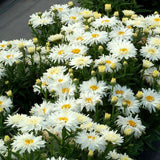 Belgian Lace Dwarf Shasta Daisy