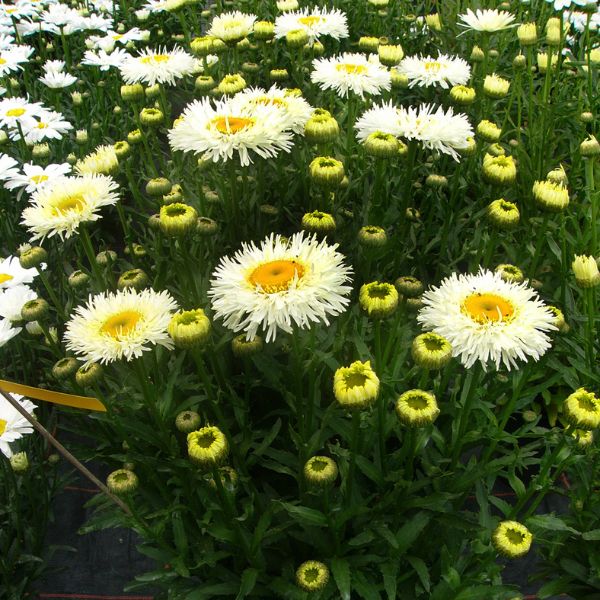 REALFLOR&reg; Real Galaxy Shasta Daisy