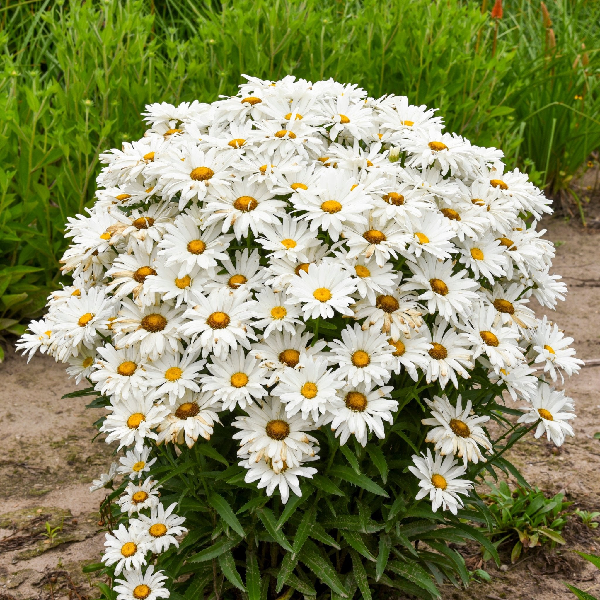Dream Big Shasta Daisy: Massive White Blooms | Nature Hills