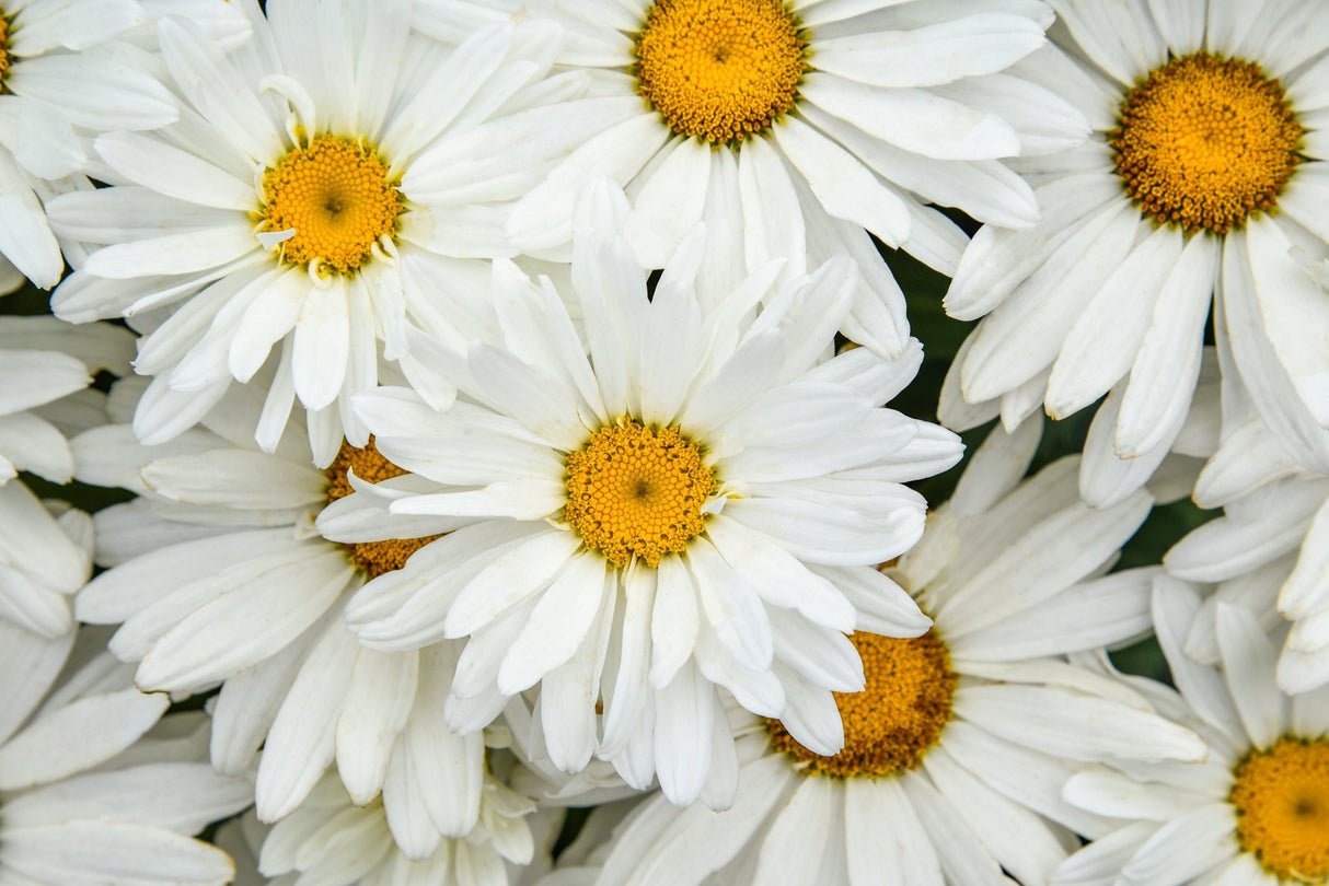 Amazing Daisies® 'Dream Big' Shasta Daisy