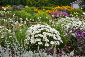 Amazing Daisies® 'Dream Big' Shasta Daisy