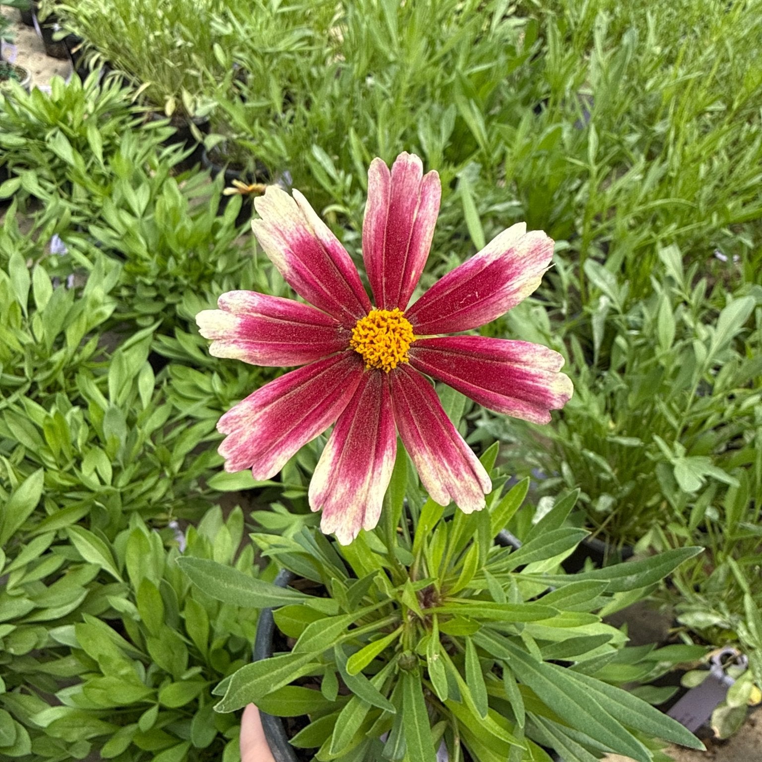 Li'l Bang Candy Stripes Coreopsis bloom with striped magenta and cream petals and a golden center, held in a nursery pot.