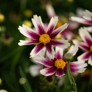 Li'l Bang Candy Stripes Coreopsis blooms with white petals striped in deep magenta and golden yellow centers.