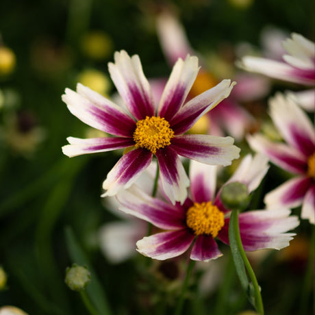 Li'l Bang Candy Stripes Coreopsis blooms with white petals striped in deep magenta and golden yellow centers.