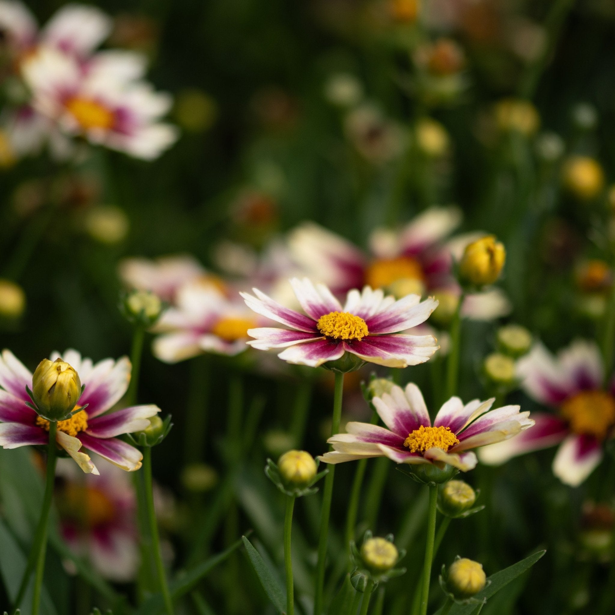 Li'l Bang Candy Stripes Coreopsis blooms with white petals, deep magenta centers, and golden yellow discs in a sunny garden.