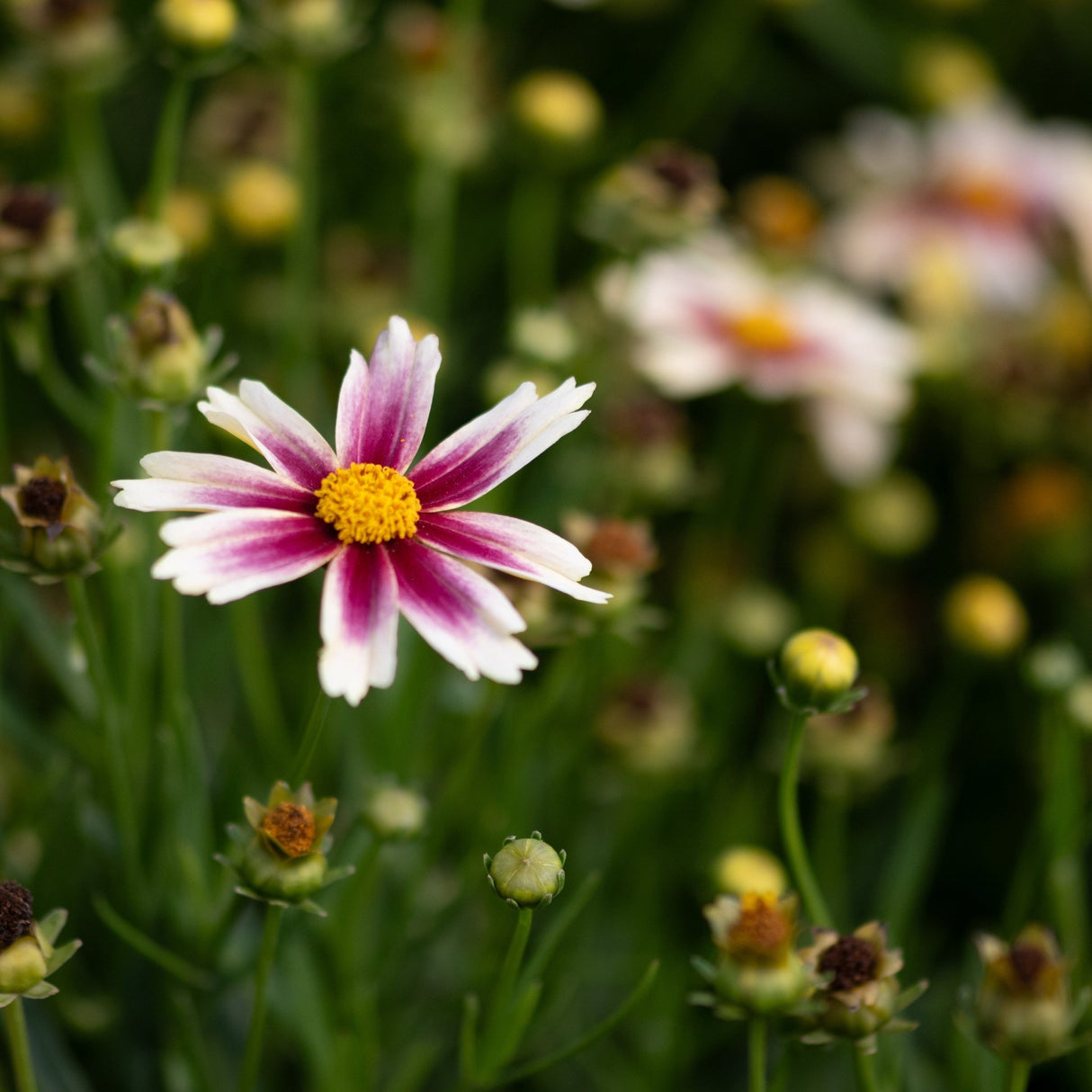 Li'l Bang Candy Stripes Coreopsis bloom with white petals striped in deep pink and a golden yellow center.