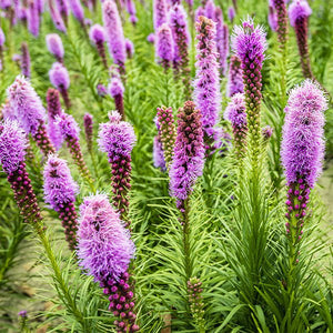 Liatris Spicata - Nature Hills Nursery - #1 Container - 