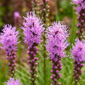 Liatris Spicata - Nature Hills Nursery - #1 Container - 