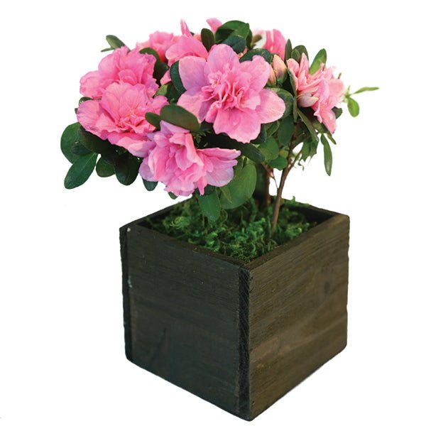 Life is Sweet Pink Florist Azalea - Nature Hills Nursery - 4 Inch Container - 