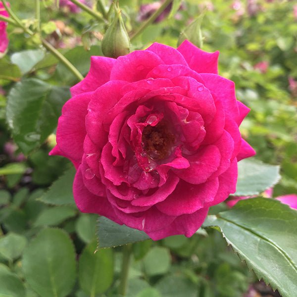 Life's Little Pleasures&trade; Miniature Rose - Nature Hills Nursery - #2 Container - 