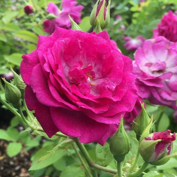 Life's Little Pleasures&trade; Miniature Rose - Nature Hills Nursery - #2 Container - 