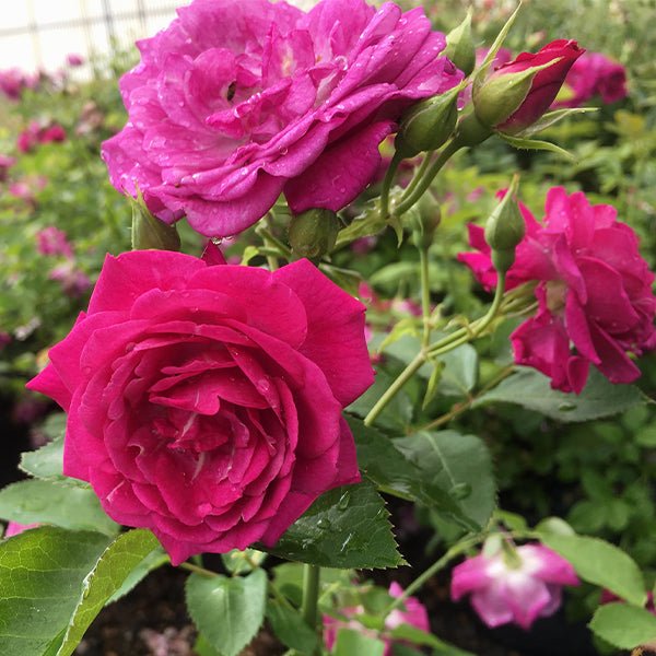 Life's Little Pleasures&trade; Miniature Rose - Nature Hills Nursery - #2 Container - 