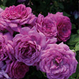 Life's Little Pleasures&trade; Rose Tree - Nature Hills Nursery - #3 Container - 