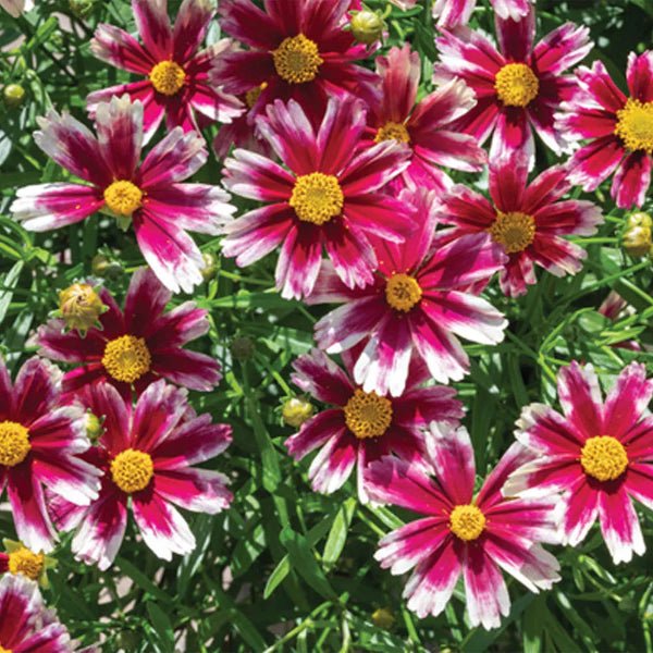Li'l Bang™ Candy Stripes Coreopsis - Perennial - Nature Hills Nursery - 1 Container - 