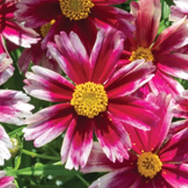 Li'l Bang™ Candy Stripes Coreopsis - Perennial - Nature Hills Nursery - 1 Container - 